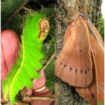 Chinese Oak Silkmoth pernyi 15 eggs 